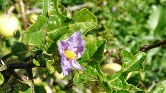 Solanum linnaeanum (=Solanum sodomaeum) / Pomo di Sodoma